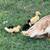 Ducklings 9 thumbnail