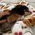 $35.00 / Night Dog Boarding - Biggest animal lover you’ll meet! 8 thumbnail