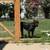 Cane corso female 4 thumbnail