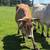 cattle herd 10 thumbnail