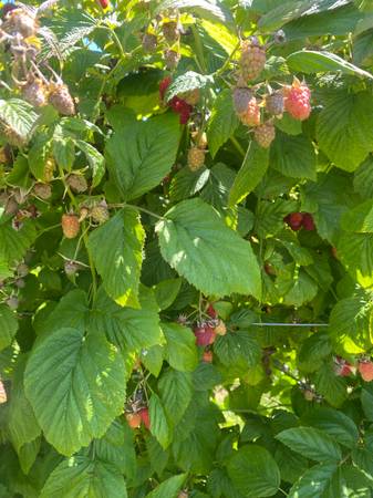 U-pick Raspberries 1