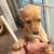 Pure breed teacup chihuahua 1 thumbnail
