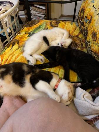 2 gatitos (Fredericktown)63612039508867122