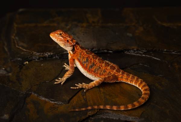Red Monster Bearded Dragon 1