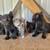 Barn Kittens 2 thumbnail