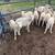 Katadhin lambs available - recently weaned ++ 5 thumbnail