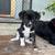 puppies 3 thumbnail