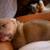 Microbully mixed american bully pups 2 thumbnail