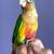 Green cheek conure 4 thumbnail
