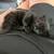 8 week old kittens 1 thumbnail
