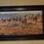 Tim Cox  Horses canvas transfer  large framed 29 x 47 1 thumbnail