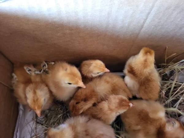 Rhode Island Red Chicks 1