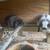 Mini Lop Bunny Rabbit 8 thumbnail