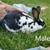 Mini Rex Rabbits 1 thumbnail