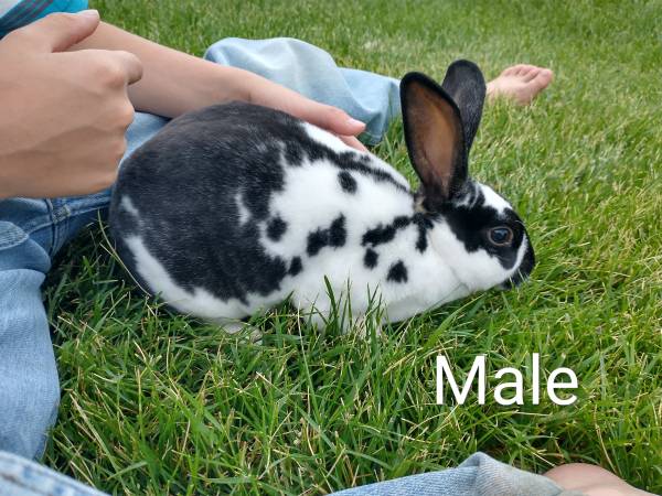 Mini Rex Rabbits 1