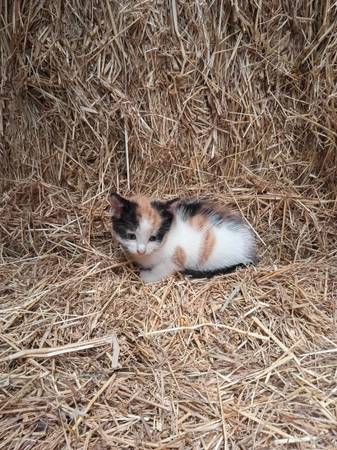 Kittens Available (Silver Spring)597796035997870088