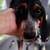 Beagles! 1 thumbnail