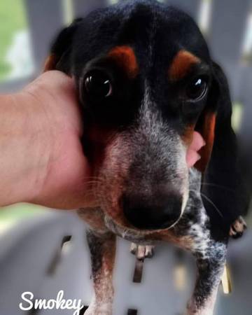 Beagles! 1
