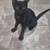 Kittens 2 thumbnail