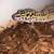 Geckos with enclosure 2 thumbnail