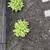 Hosta plants 2 thumbnail
