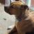 Free medium mixed breed 3 thumbnail