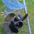 1978 15hp Evinrude SS 4 thumbnail
