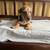 Miniature Dachshund Puppy - Male 1 thumbnail