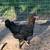 French Black Copper Maran Chicken 1 thumbnail