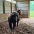 AQHA Gelding 18 thumbnail
