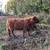 Highland cattle 2 thumbnail
