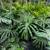 GROUND ORCHIDS and other ornamental plants 23 thumbnail