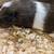3 months old guinea pig 1 thumbnail