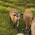 Registered American Blackbelly Ram Lamb 1 thumbnail