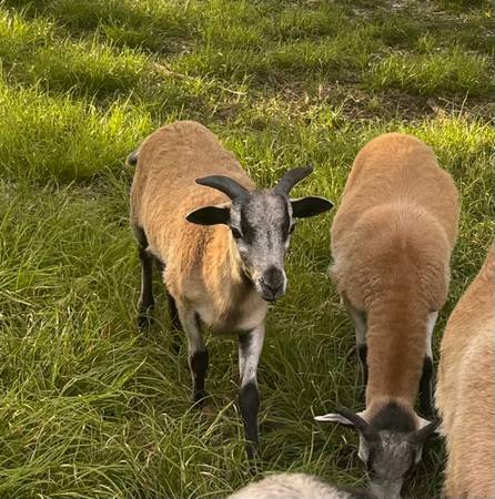 Registered American Blackbelly Ram Lamb 1
