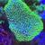 Bright Neon Green long stem Toadstool coral frag 3 thumbnail