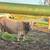 Charolais Cow and Calf pair 1 thumbnail