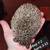 Hedgehogs 11 thumbnail