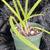 Wholesale plants 23 thumbnail