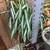 Healthy spider plant in a beautiful wrought iron hanging basket 5 thumbnail