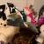 Stuff Aniu 7 thumbnail