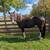 Tennessee Walking horse 2 thumbnail