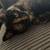 Tortishell Cat 3 thumbnail