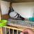 Cuban pouter pigeon 1 thumbnail