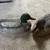 5 foam decoys 2 thumbnail