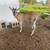 Alpine Lawn Mowing Helpers 5 thumbnail