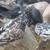 Almond Racing Pigeons – Rare & Striking Color! 3 thumbnail