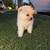 Micro Pomeranian 4 thumbnail