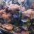 saltwater fish,live rock, live corals 5 thumbnail