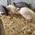 Tired of Ticks, Guinea fowl for sale      . Make offer 1 thumbnail